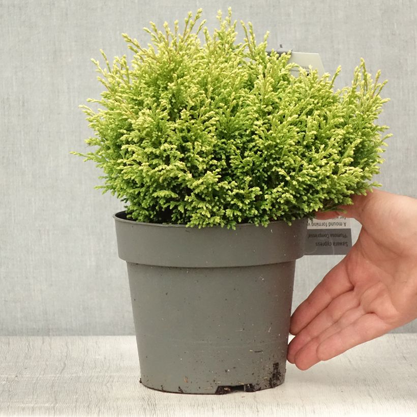 Spécimen de Chamaecyparis pisifera Plumosa Compressa - Cyprès Sawara nain Pot de 2L/3L tel que livré en été