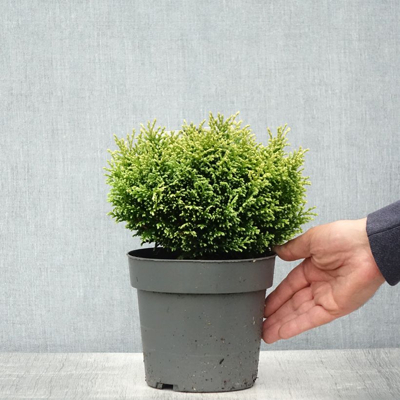 Spécimen de Chamaecyparis pisifera Plumosa Compressa - Cyprès Sawara nain - Pot de 2L/3L tel que livré au printemps
