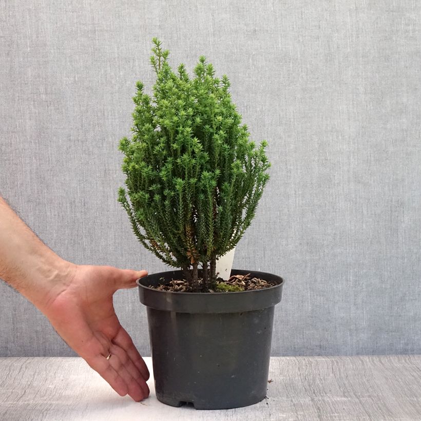 Spécimen de Chamaecyparis thyoides Blue Rock Pot de 2L/3L tel que livré en été