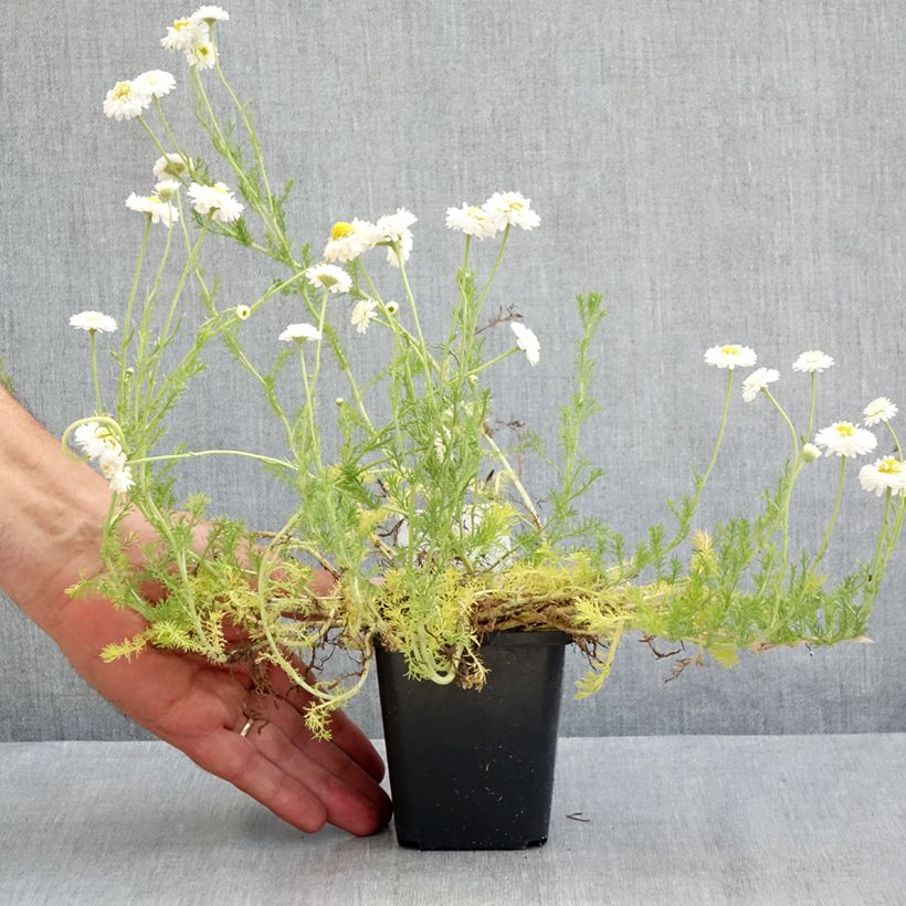 Spécimen de Chamaemelum nobile Flore Pleno Godet de 8/9 cm tel que livré en été