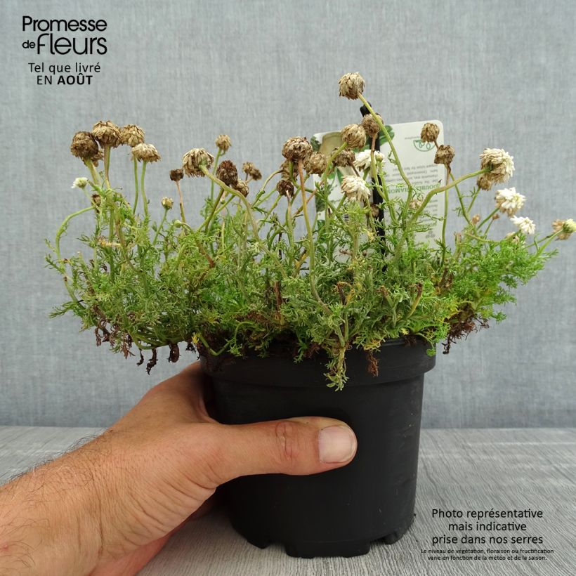 Spécimen de Chamaemelum nobile Flore Pleno Pot de 1,5L/2L tel que livré en été