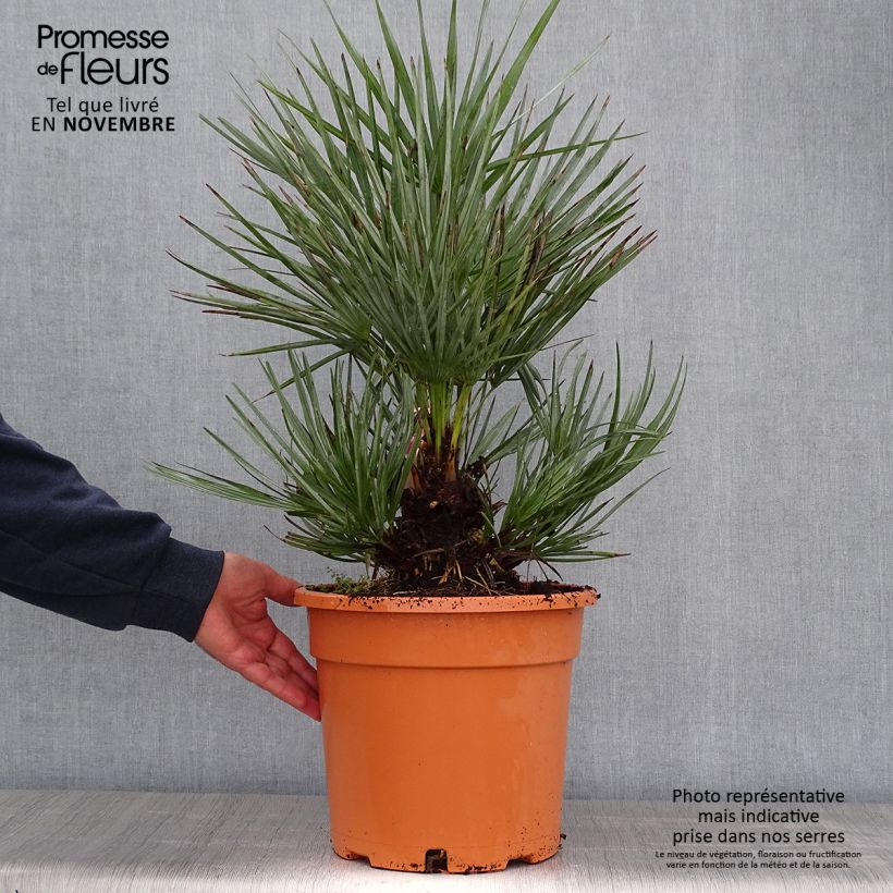 Spécimen de Chamaerops humilis cerifera - Palmier nain bleuté Pot de 7,5L/10L tel que livré en automne