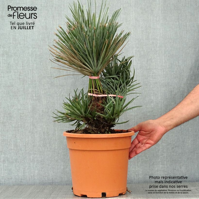 Spécimen de Chamaerops humilis cerifera - Palmier nain bleuté Pot de 7,5L/10L tel que livré en été