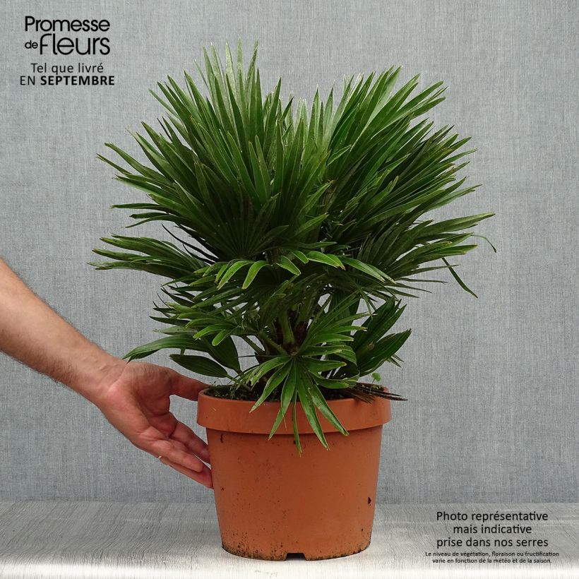 Spécimen de Chamaerops humilis Vulcano - Palmier nain tel que livré en automne