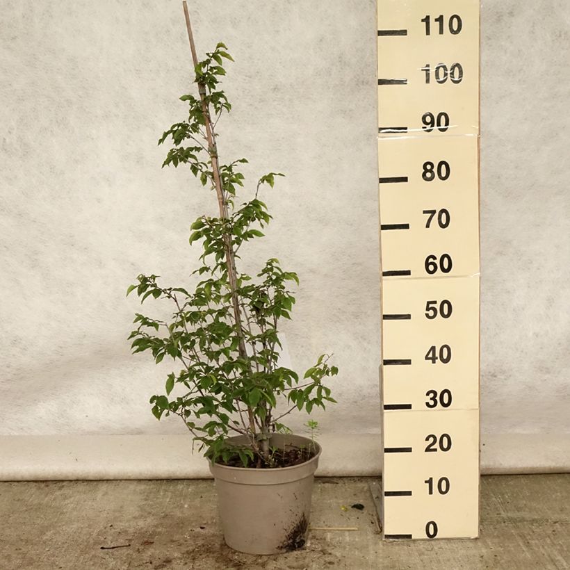 Spécimen de Charme houblon - Ostrya carpinifolia Pot de 7,5L/10L tel que livré en été