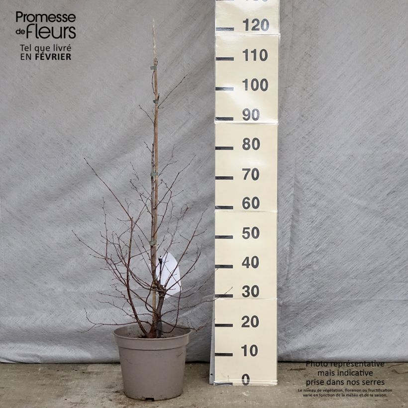 Spécimen de Charme houblon - Ostrya carpinifolia tel que livré en hiver