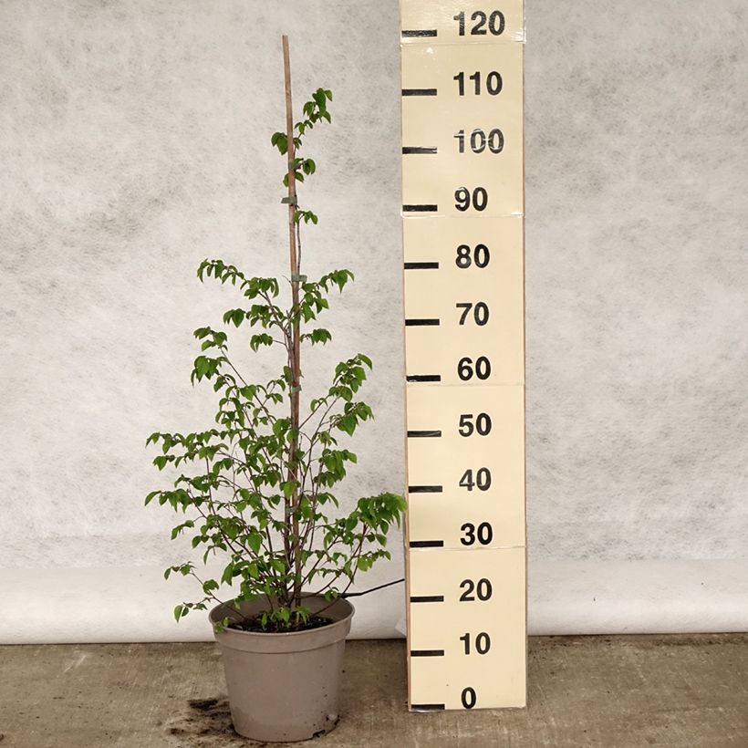 Spécimen de Charme houblon - Ostrya carpinifolia Pot de 7,5L/10L tel que livré au printemps