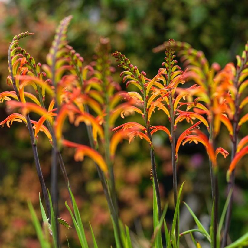 Chasmanthe floribunda Saturnus (Floraison)