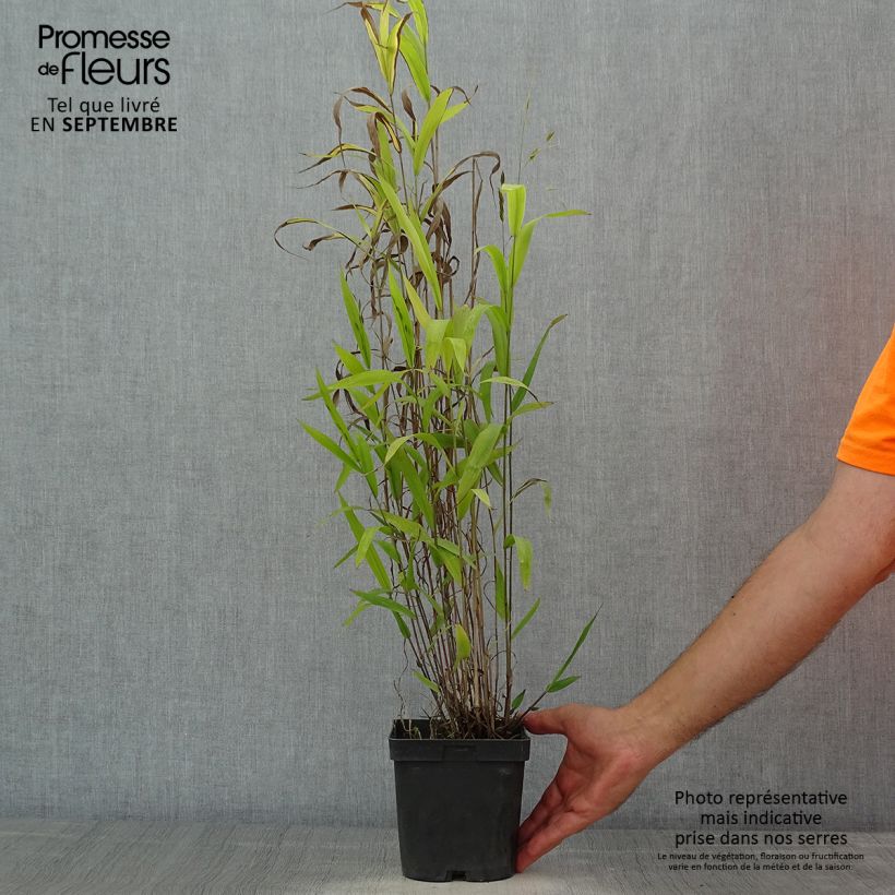 Spécimen de Chasmanthium latifolium - Uniola latifolia Pot de 2L/3L tel que livré en été