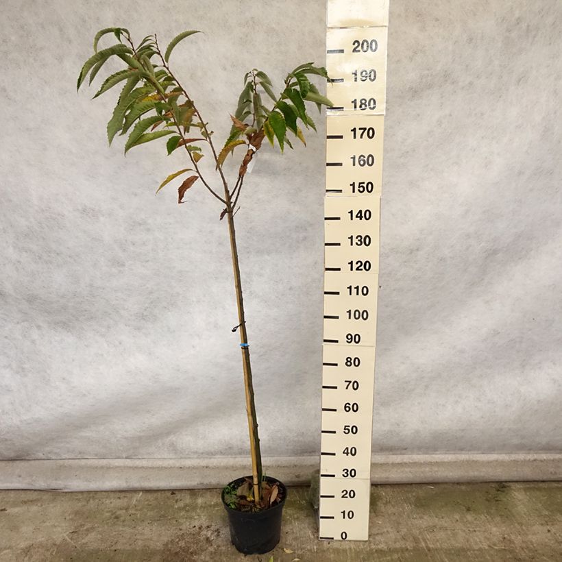 Spécimen de Châtaignier Maraval - Castanea sativa Pot de 12L/15LHauteur livrée env. 180/200cm tel que livré en automne