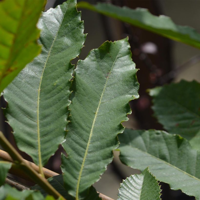 Châtaignier Marron de Lyon - Castanea sativa (Feuillage)