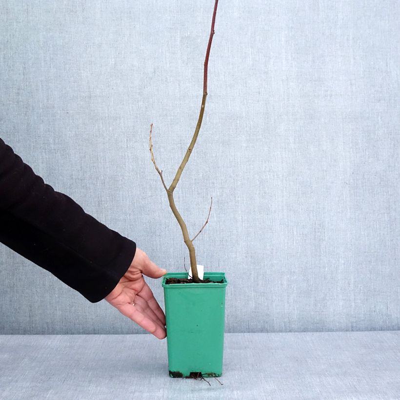 Spécimen de Châtaignier Marsol (In Vitro) - Castanea sativa - Pot de 10 cm/11cm tel que livré en hiver