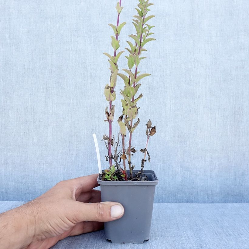 Spécimen de Chataire Anne's Choice - Nepeta nuda Godet de 8/9 cm tel que livré en été