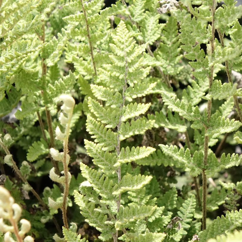 Cheilanthes lanosa Cimbra - Fougère (Feuillage)
