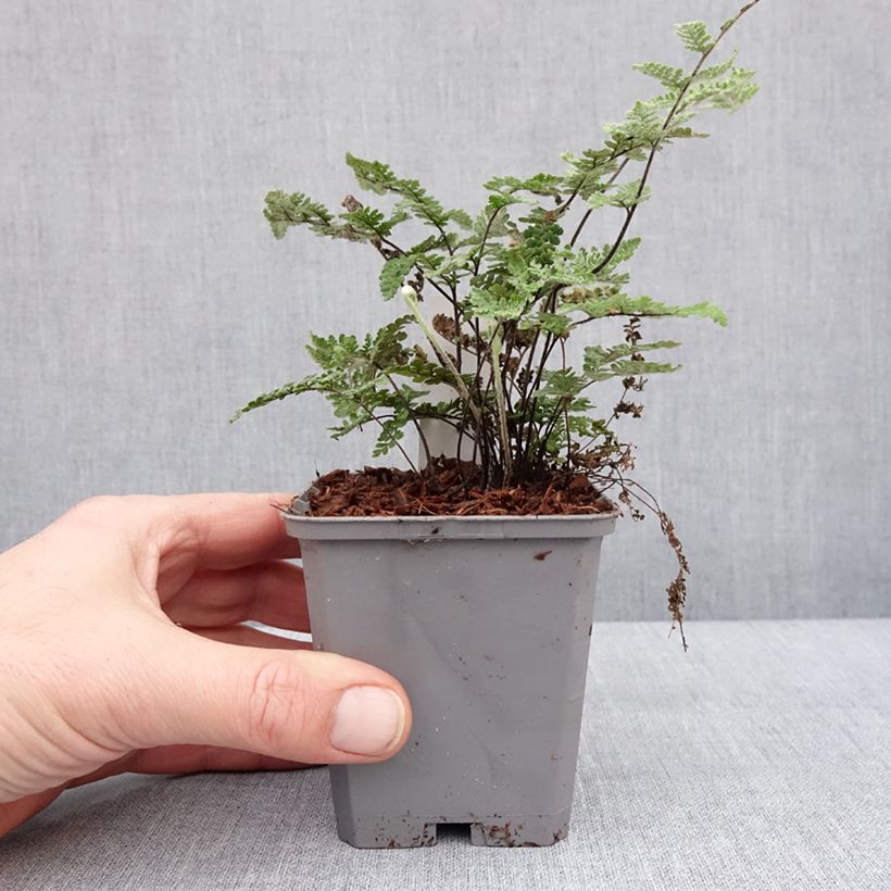 Spécimen de Cheilanthes lanosa Cimbra - Fougère Godet de 8/9 cm tel que livré en hiver