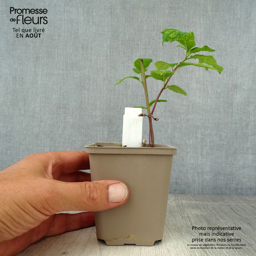 Spécimen de Chelone lyonii Hot Lips - Galane Godet de 8/9 cm tel que livré en été