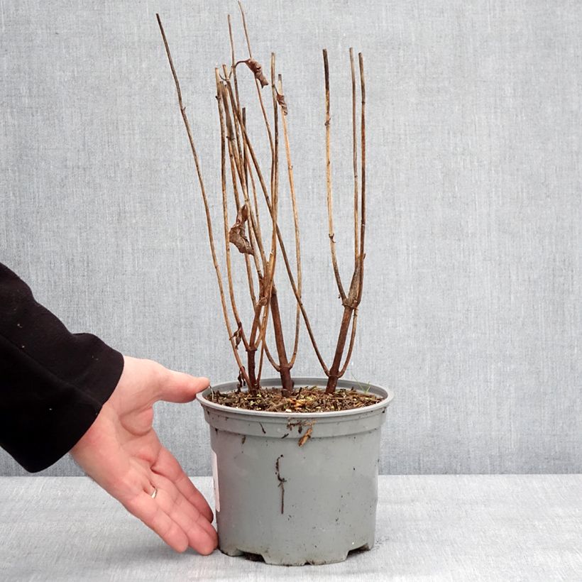 Spécimen de Chelone obliqua - Galane oblique - Pot de 2L/3L tel que livré en hiver