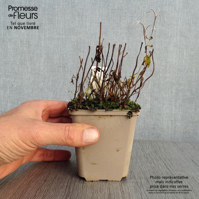 Spécimen de Chelonopsis moschata Godet de 8/9 cm tel que livré en automne