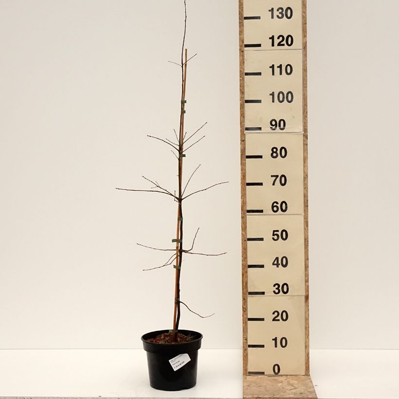 Spécimen de Chêne à feuilles de saule - Quercus phellos - Pot de 4L/5L tel que livré en hiver