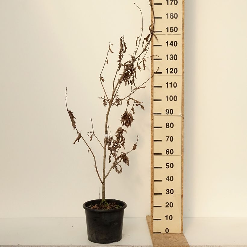 Spécimen de Chêne colonnaire - Quercus bimundorum Crimson Spire Pot de 7,5/10L tel que livré en hiver