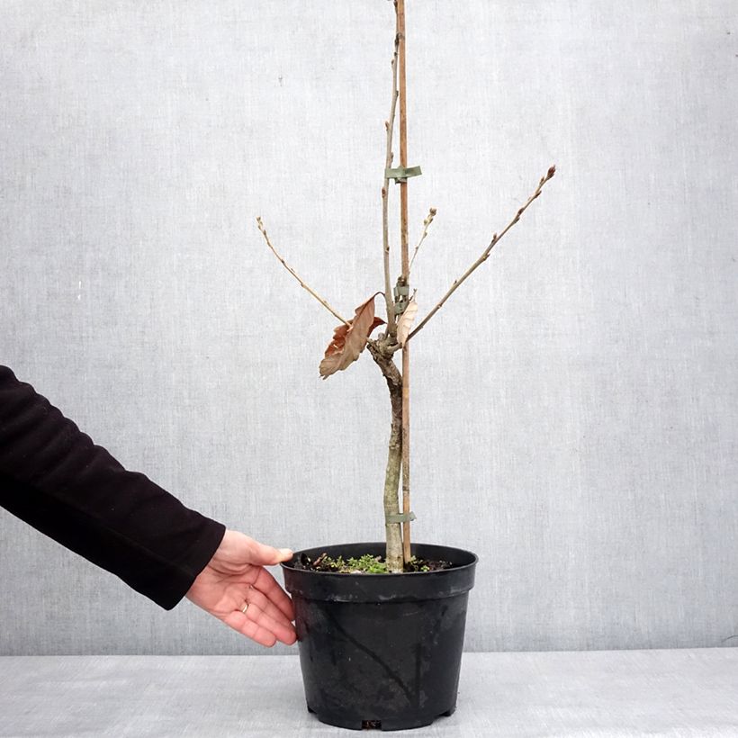 Spécimen de Chêne de Blume - Quercus aliena - Pot de 4L/5L tel que livré en hiver