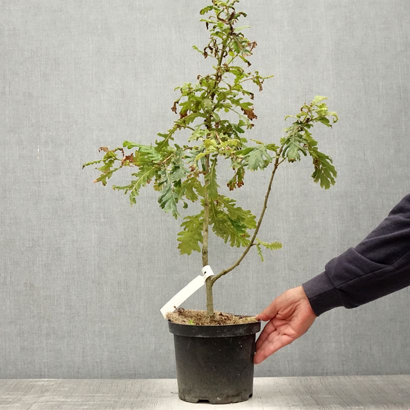 Spécimen de Chêne de Hongrie - Quercus frainetto Pot de 4L/5L tel que livré en été