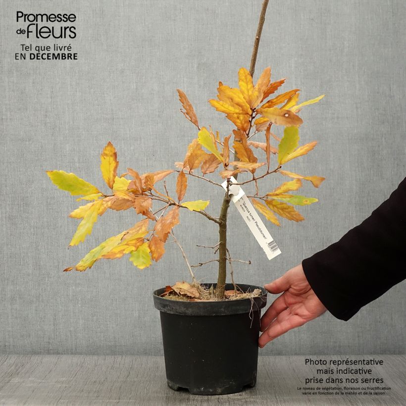 Spécimen de Chêne de Turner - Quercus turneri pseudoturneri Pot de 4L/5L tel que livré en automne