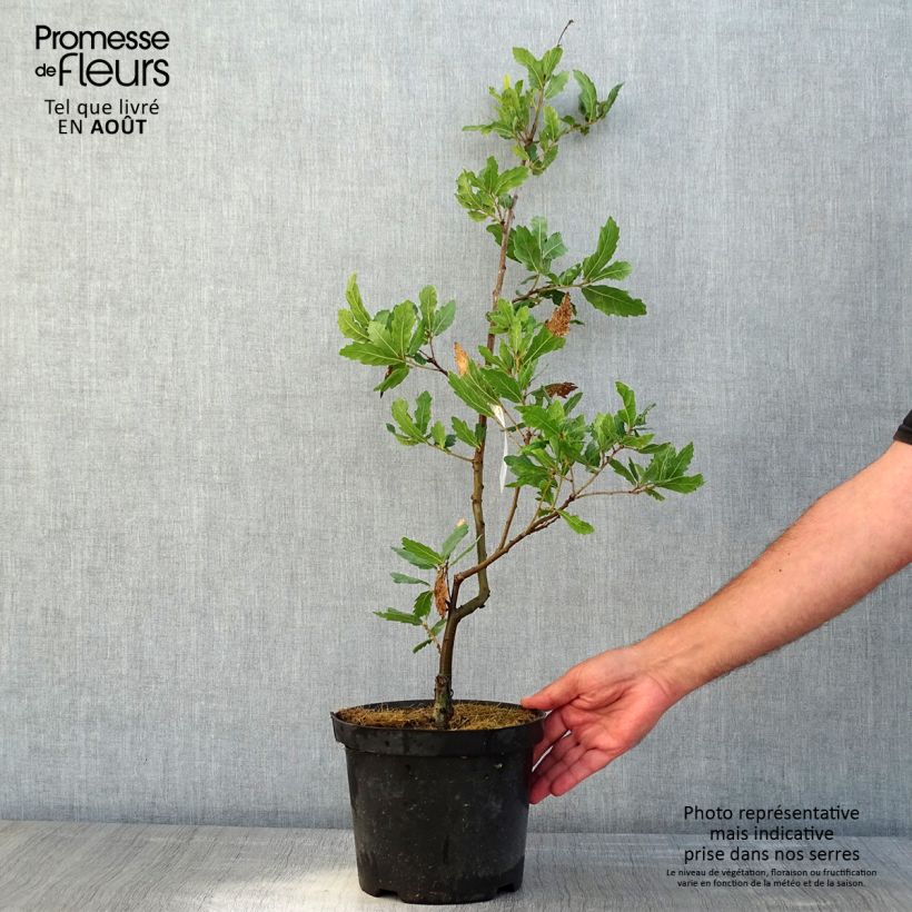 Spécimen de Chêne de Turner - Quercus turneri pseudoturneri Pot de 4L/5L tel que livré en été