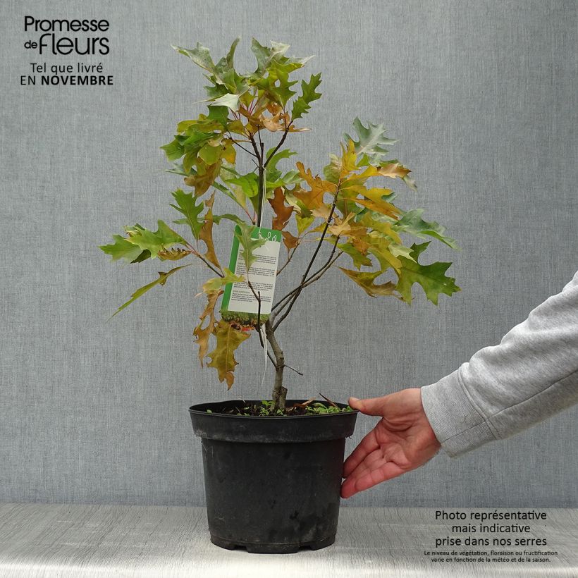 Spécimen de Chêne des marais nain - Quercus palustris Isabel Pot de 4L/5L tel que livré en automne