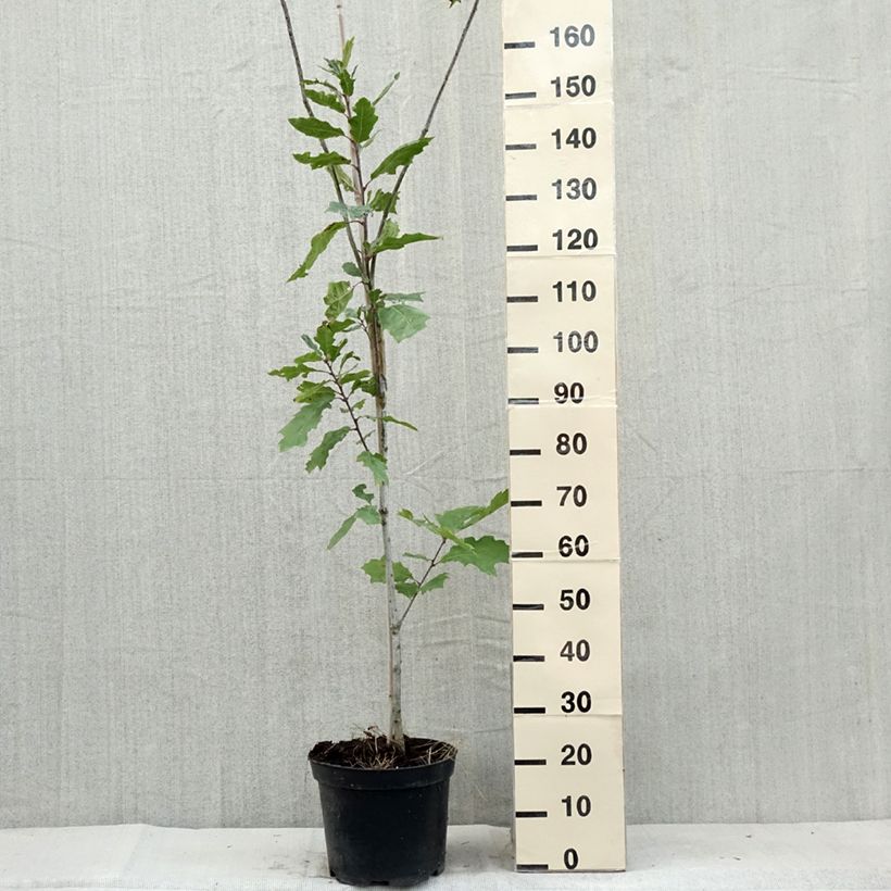 Spécimen de Chêne des marais - Quercus palustris Betty Jean Pot de 7,5L/10L tel que livré en été