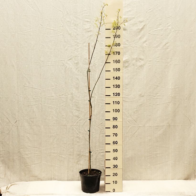 Spécimen de Chêne des marais - Quercus palustris Betty Jean - Pot de 7,5L/10L tel que livré au printemps
