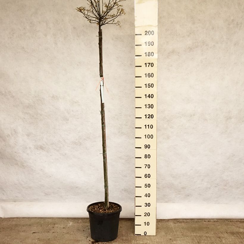 Spécimen de Chêne des marais - Quercus palustris Green Dwarf Pot de 18L/20L 3/4 tige tel que livré au printemps