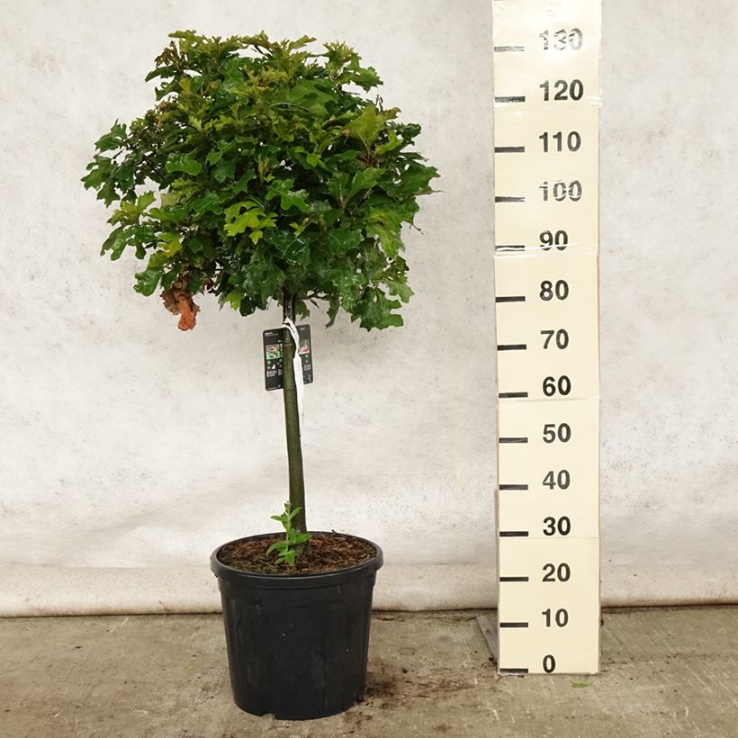 Spécimen de Chêne des marais - Quercus palustris Green Dwarf Pot de 18L/20L, Tige de 40 cm tel que livré en été