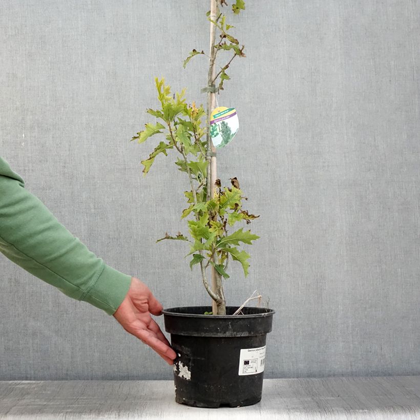 Spécimen de Chêne des marais - Quercus palustris Green Pillar Pot de 4L/5L tel que livré en été