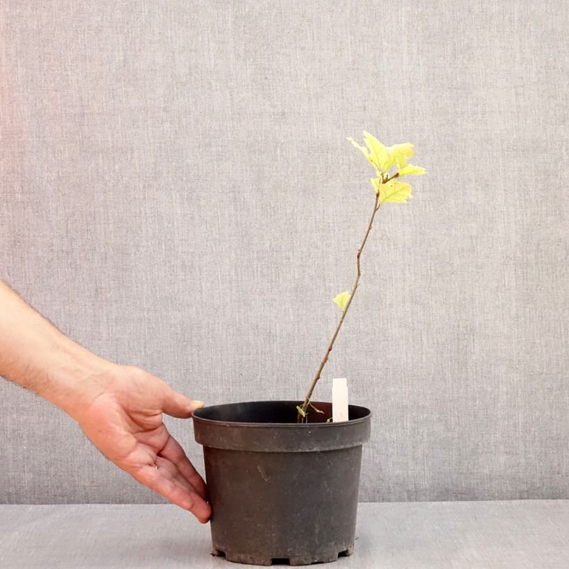 Spécimen de Chêne des marais - Quercus palustris Pot de 3L/4L tel que livré en été
