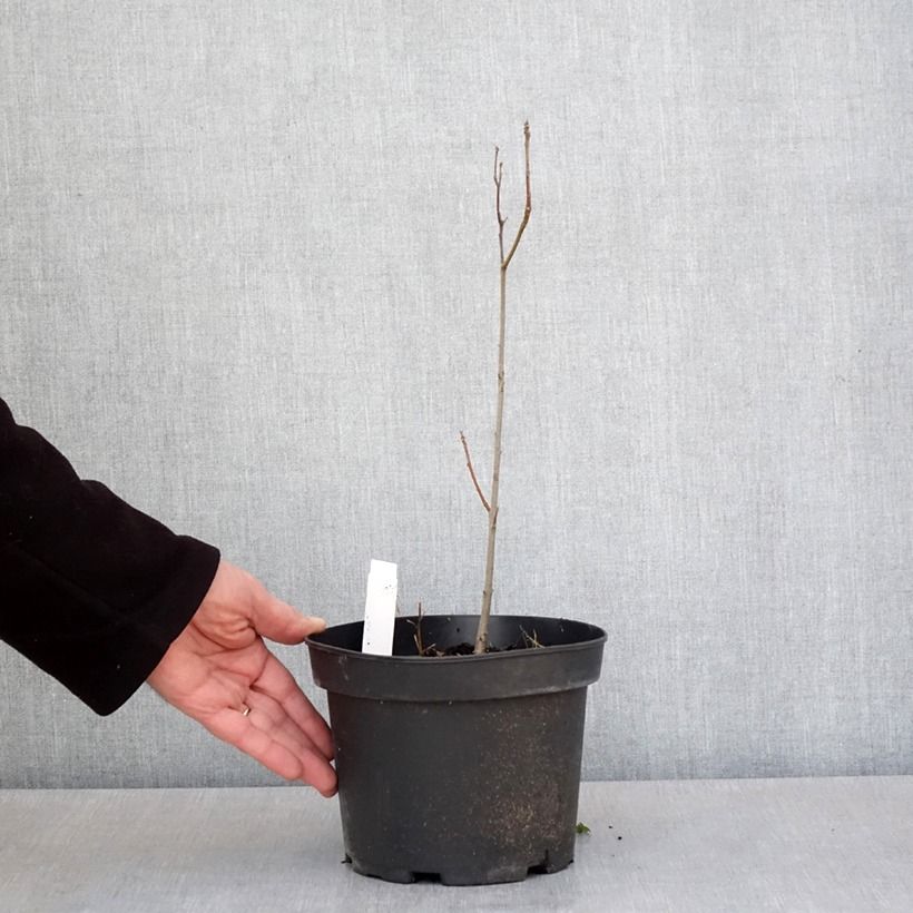 Spécimen de Chêne des marais - Quercus palustris Pot de 3L/4LHauteur livrée env. 40/60cm tel que livré au printemps