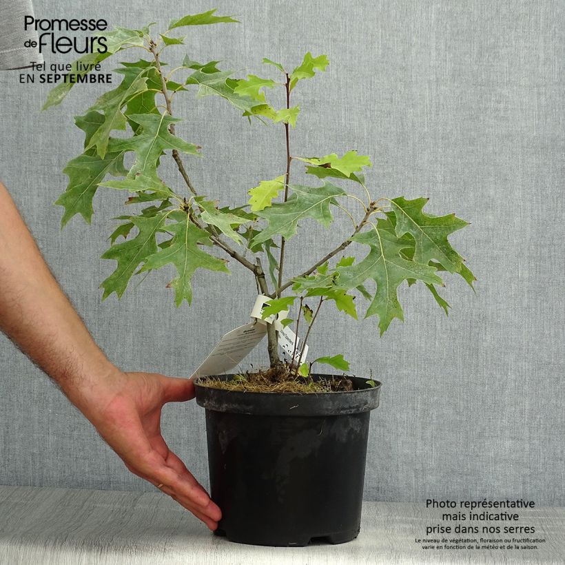 Spécimen de Chêne écarlate - Quercus coccinea Splendens tel que livré en ete