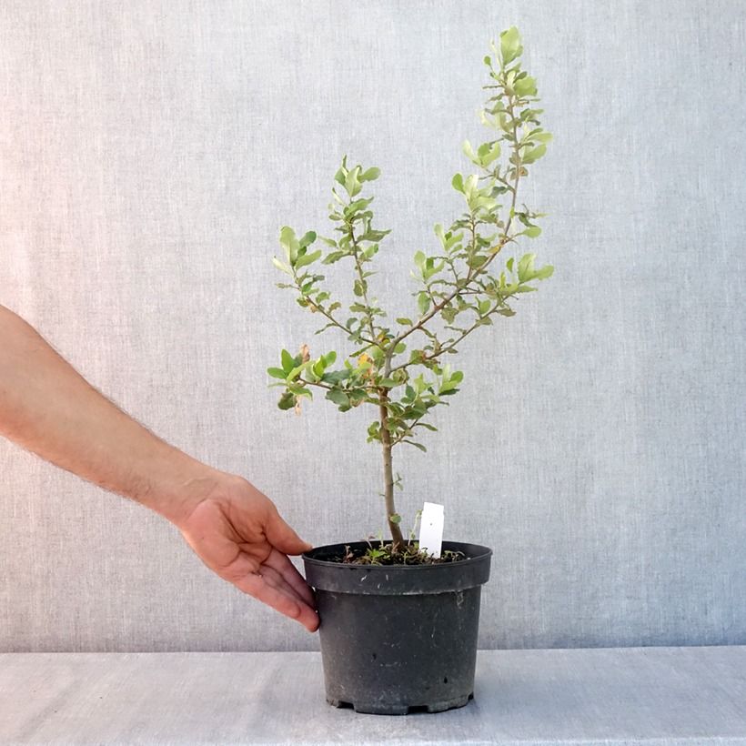 Spécimen de Chêne liège - Quercus suber Pot de 3L/4L tel que livré en été