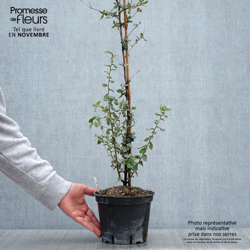 Spécimen de Chêne liège - Quercus suber Pot de 3L/4L tel que livré en automne
