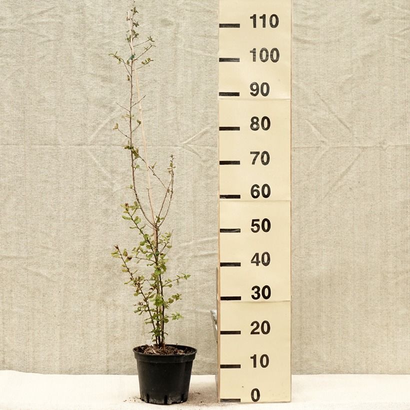 Spécimen de Chêne liège - Quercus suber Pot de 3L/4LHauteur livrée env. 40/50cmcm tel que livré au printemps
