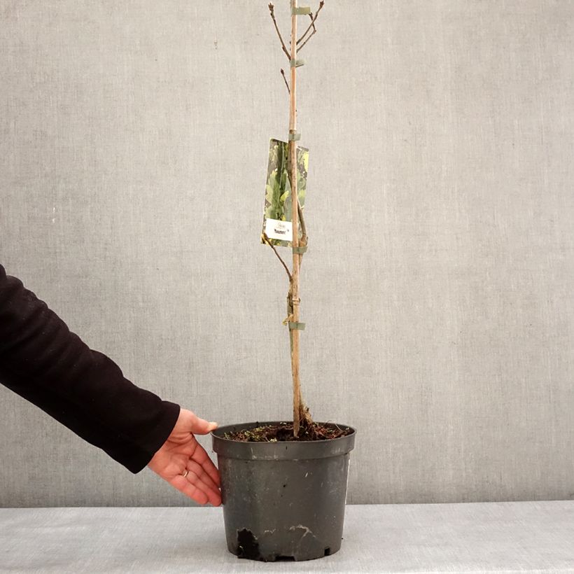 Spécimen de Chêne Monument - Quercus Pot de 4L/5L tel que livré en hiver