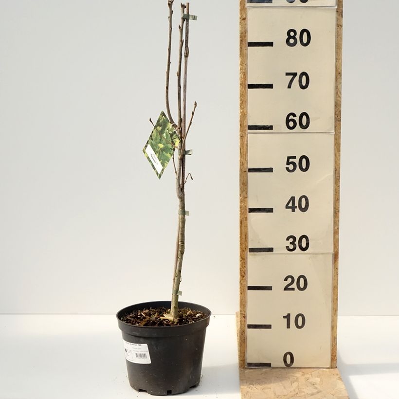 Spécimen de Chêne Monument - Quercus - Pot de 4L/5L tel que livré au printemps