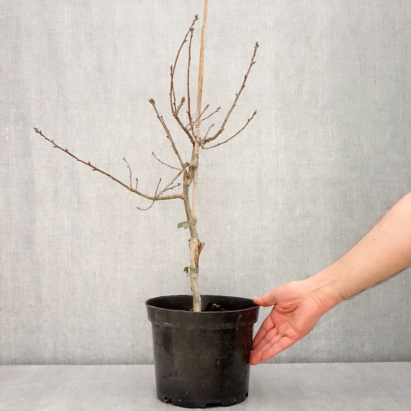 Spécimen de Chêne pédonculé pourpre - Quercus robur Atropurpurea - Pot de 4L/5L tel que livré au printemps