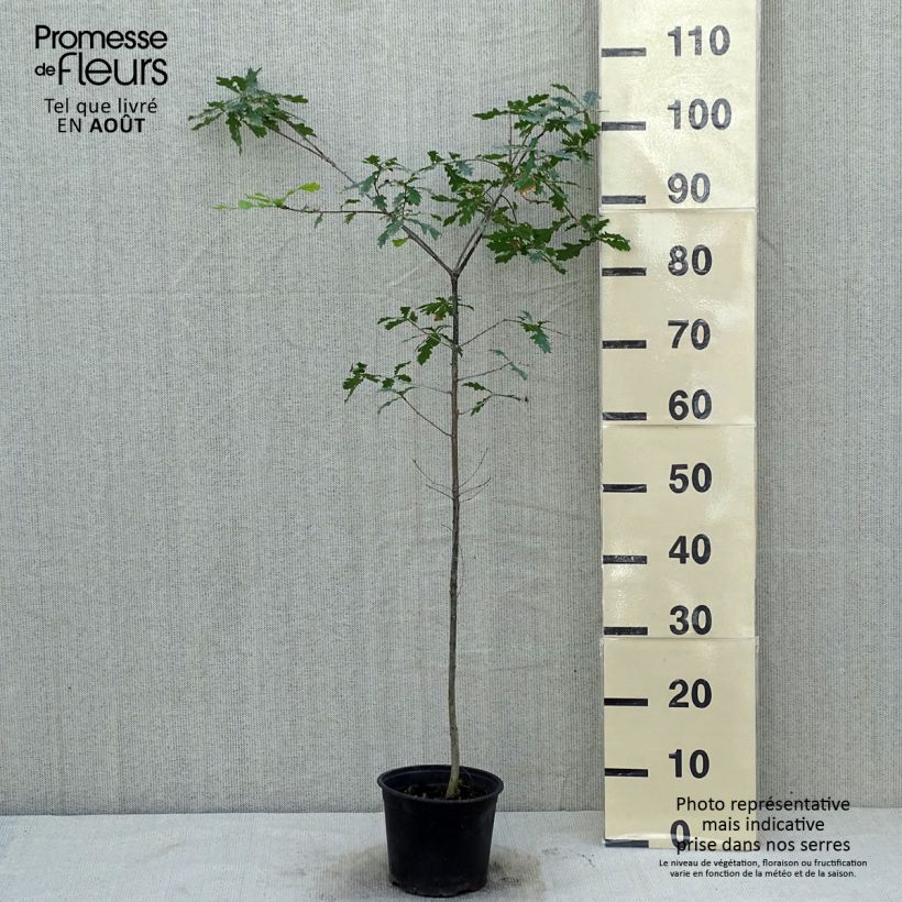 Spécimen de Chêne pédonculé - Quercus robur Pot de 2L/3L tel que livré en été
