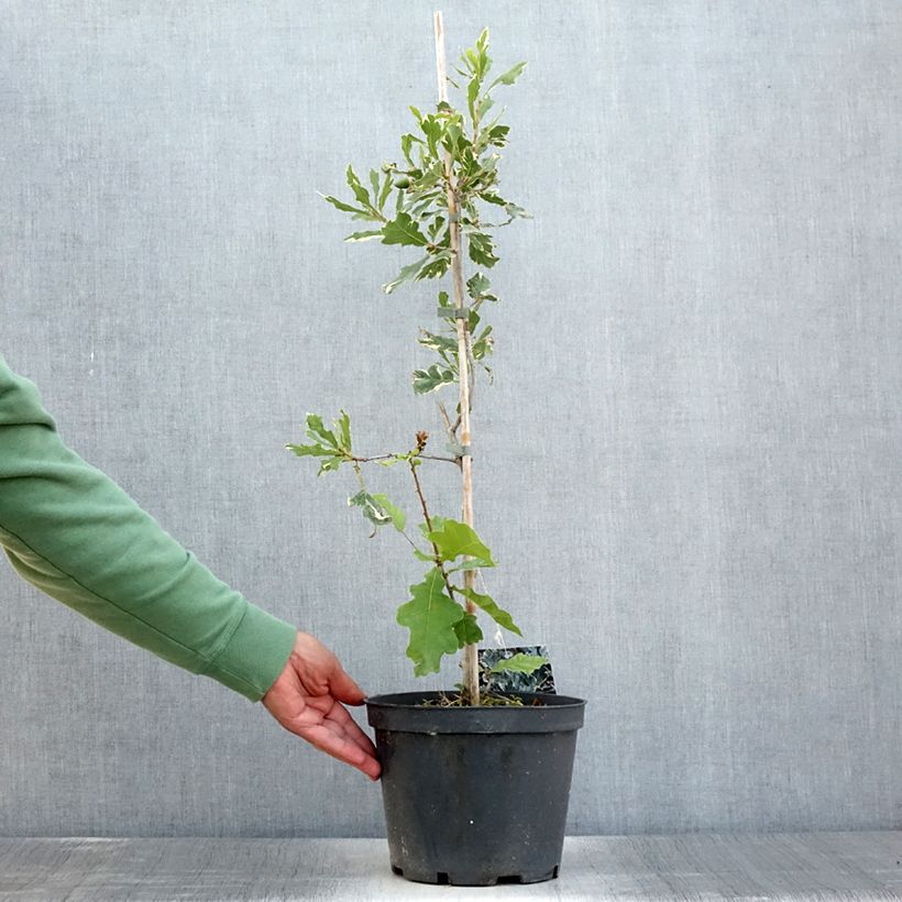 Spécimen de Chêne pédonculé - Quercus robur Argenteomarginata Pot de 4L/5L tel que livré en été