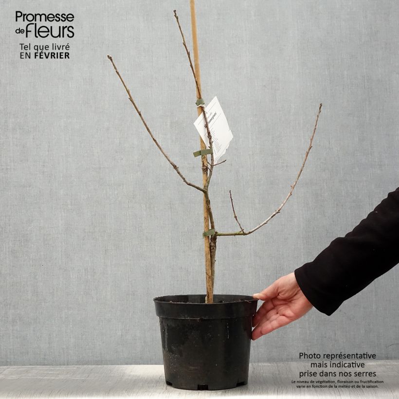 Spécimen de Chêne pédonculé - Quercus robur Argenteomarginata tel que livré en hiver
