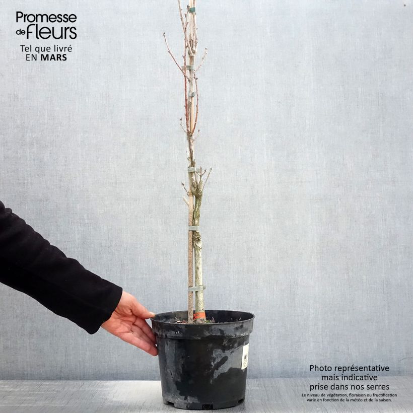 Spécimen de Chêne pédonculé - Quercus robur Fastigiata  tel que livré au printemps