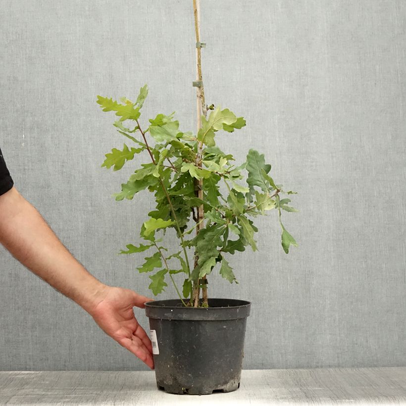 Spécimen de Chêne pédonculé - Quercus robur Jan Zamoyski  - Pot de 4L/5L tel que livré en été