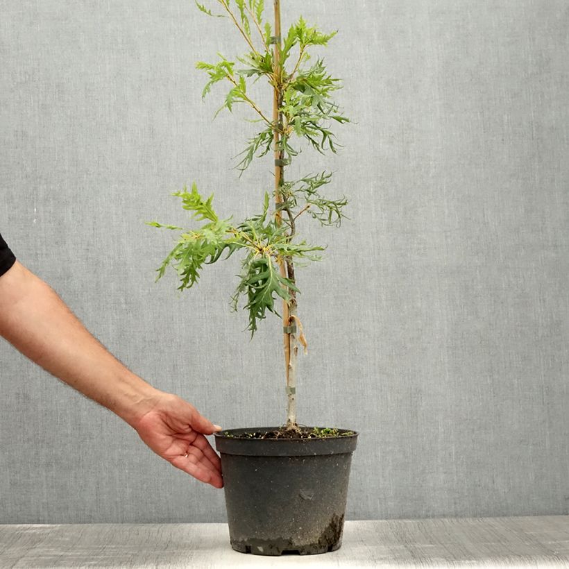 Spécimen de Chêne pédonculé - Quercus robur Miky Pot de 4L/5L tel que livré en été