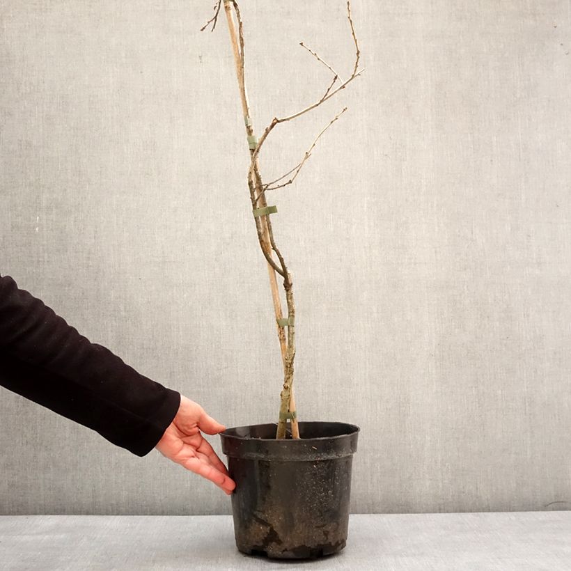 Spécimen de Chêne pédonculé - Quercus robur Miky - Pot de 4L/5L tel que livré en hiver